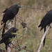 Smooth-billed Ani, Crotophaga ani