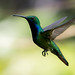 Anthracothorax nigricollis (Black-throated Mango) male - Trochilidae - Puerto Iguazu, Misiones, Argentina