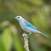 Blue-grey Tanager 504_8839.jpg