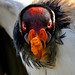 Portrait of an old king vulture - Portrait d'un vieux Sarcoramphe roi.