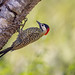 Groenbandgrondspecht - Green-barred Woodpecker