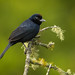 Ruby-crowned Tanager / Kroontangare