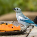 Blue-gray Tanager (Thraupis episcopus)