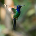 Eupetomena macroura (Swallow-tailed Hummingbird) male - Trochilidae - Puerto Iguazu, Misiones, Argentina