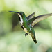 Anthracothorax nigricollis (Black-throated Mango) female - Trochilidae - Puerto Iguazu, Misiones, Argentina