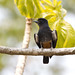 Swallow-winged Puffbird (Chelidoptera tenebrosa)