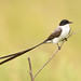 Fork-tailed Flycatcher (Tyrannus savana)