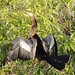 Anhinga