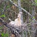 Anhinga