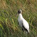 Wood Stork