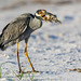 Yellow-crowned Night Heron with a Crab Breakfast (1)