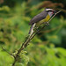 Bananaquit, Coereba flaveola