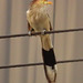 Guira Cuckoo, Guira guira