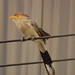 Guira Cuckoo, Guira guira