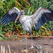 Wood Stork