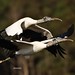 wood stork (Mycteria americana)