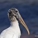 wood stork (Mycteria americana)