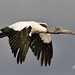 wood stork (Mycteria americana)