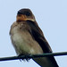 Southern Rough-winged Swallow, Stelgidopteryx ruficollis