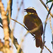 D38K5499 Rusty-margined Flycatcher, Myiozetetes cayanensis.