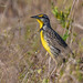 Eastern Meadowlark