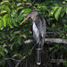 181/2024 - Anhinga americana, (Anhinga anhinga).