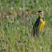 Eastern Meadowlark