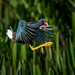 Purple Gallinule in Landing Pose