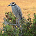 Yellow-crowned Night-Heron