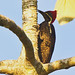 D38K5727 Lineated Woodpecker, Dryocopus lineatus.