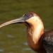 Curicaca - Buff-necked Ibis