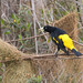 Yellow-rumped Cacique (Cacicus cela)