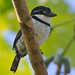 D38K6834 Pied Puffbird, Notharchus tectus.