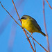 Arañero Cara Negra (Geothlypis aequinoctialis)