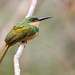 Rufous-tailed Jacamar (Galbula ruficauda), female