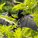 American Darter (Anhinga anhinga)_NZ88758