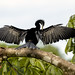 American Darter (Anhinga anhinga)_NZ80542 copy