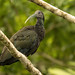 Green Ibis (Mesembrinibis cayennensis)_NZ89464