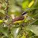 Great Kiskadee (Pitangus sulphuratus)_NZ82987