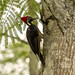 Lineated Woodpecker (Dryocopus lineatus)_NZ88230