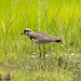 Southern Lapwing (Vanellus chilensis)_NZ83480