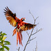 Scarlet Macaw (Ara macao)_NZ84837