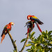 Scarlet Macaw (Ara macao)_NZ84844