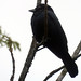 Ruby-crowned Tanager, Tachyphonus coronatus