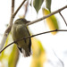 Dwarf Tyrant-manakin (Tyranneutes stolzmanni)