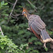 Hoatzin (Ecuador)