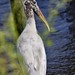 wood stork (Mycteria americana