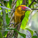 Saffron toucanet