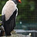 King Vulture