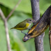 White-vented Euphonia (Euphonia minuta)_NZ84362